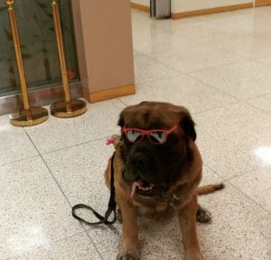 A picture of Harvey posing inside with a pair of colorful sunglasses on