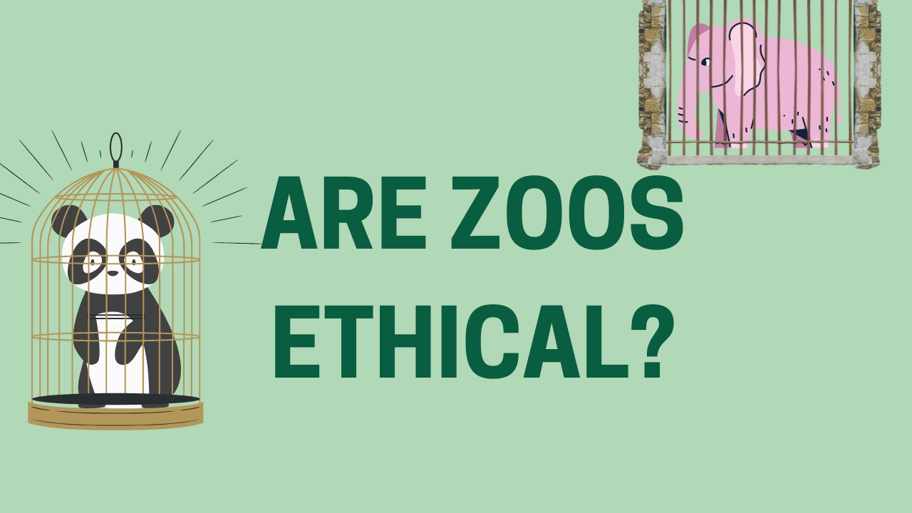 Opinion: Zoos should be disbanded